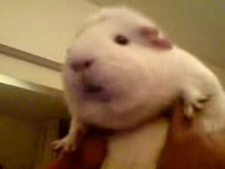 Perfect ringtone? Yes, its our dear guinea-pig Stitch!