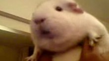 Perfect ringtone? Yes, its our dear guinea-pig Stitch!