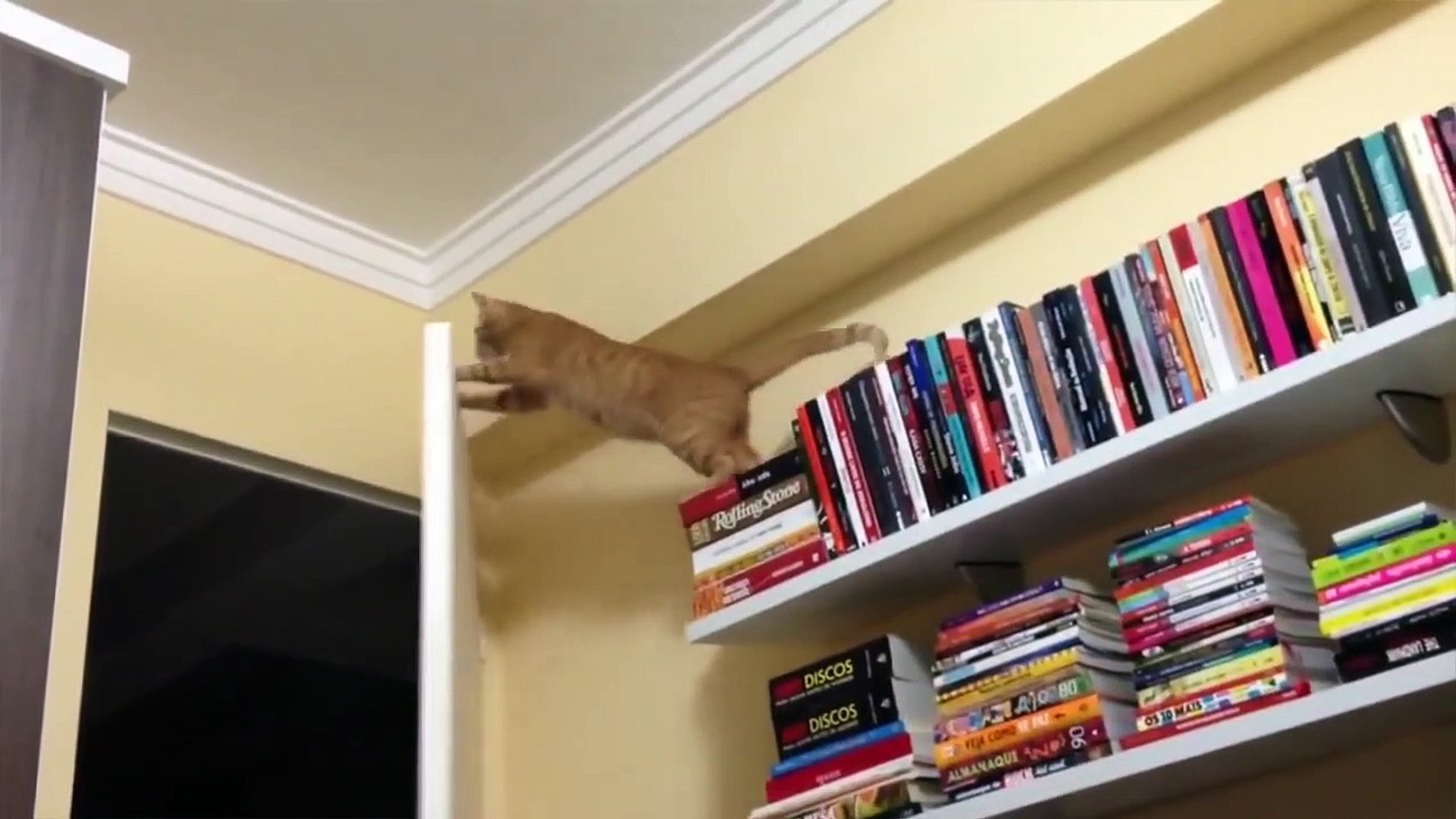 ⁣Hilarious Pet Fails 2017 - Funny Pet Videos