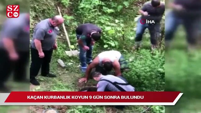 Kaçan kurbanlık koyun 9 gün sonra bulundu