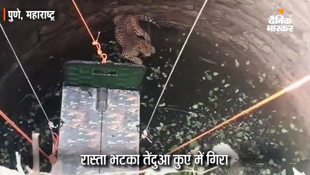 भटकते हुए कुएं में गिरा तेंदुआ, बचाने के लिए वन विभाग ने चलाया रेस्क्यू ऑपरेशन