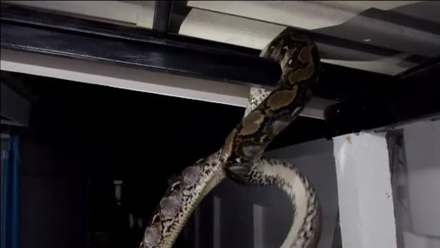 Los bomberos de Bangkok pasan más tiempo atrapando serpientes que apagando fuegos