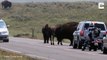 Ce bison charge une voiture sur la route !
