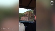 Ce guide demande aux éléphants de partir en pleine savane !