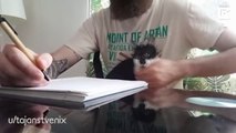 Travailler avec un bébé chat dans le bureau ? Impossible LOL