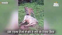 बाघ ने पन्ना में गाय और इधर डिंडौरी में वनराज ने किया भैंस का शिकार