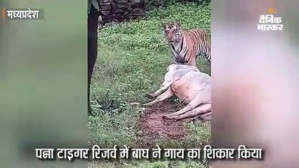 बाघ ने गाय का शिकार किया