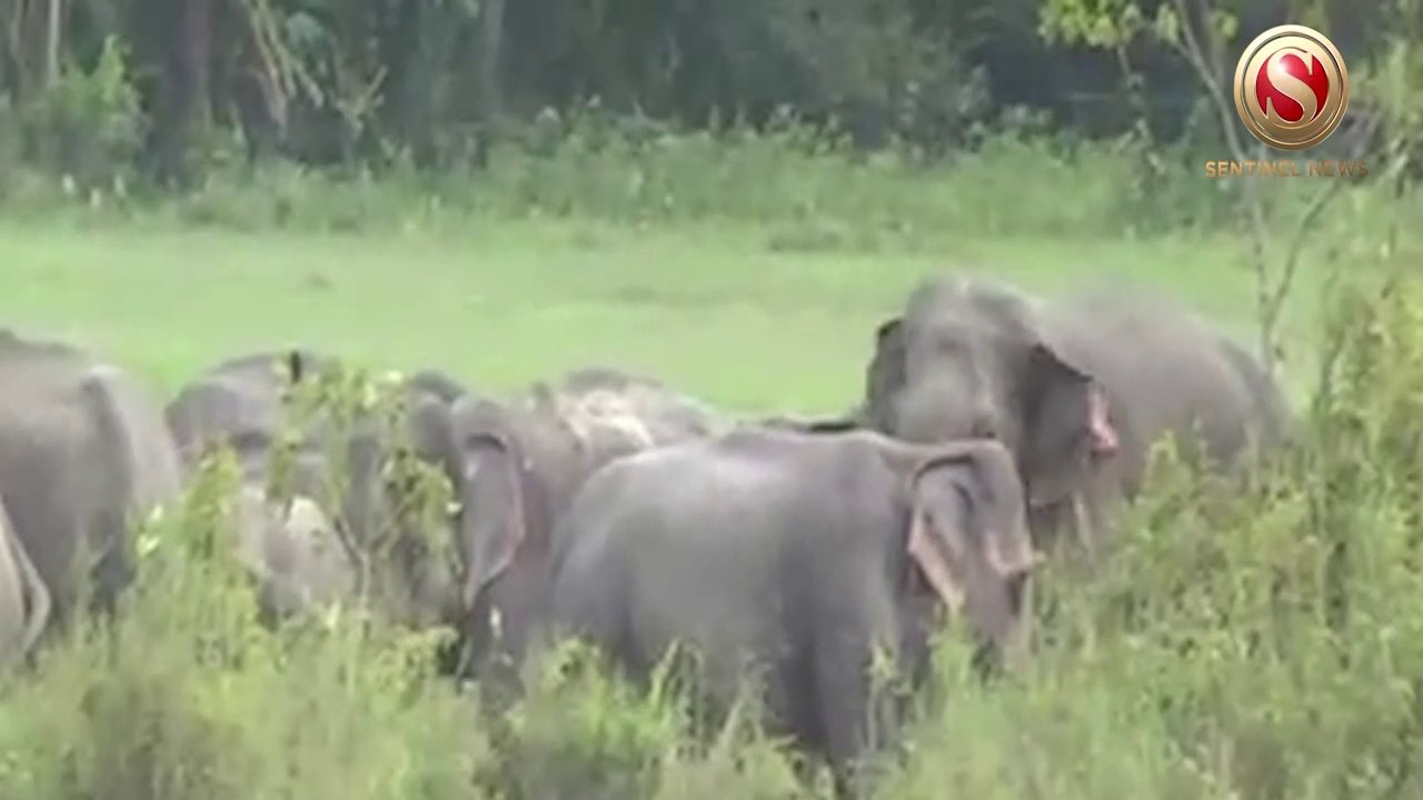 Man-Elephant Conflict in Majuli, Many residences destroyed