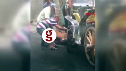 Atlara fayton işkencesi sürüyor