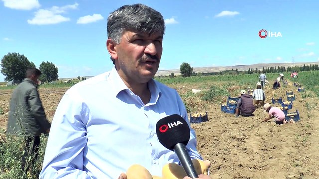 Üreticiyi verimiyle umutlandıran patates fiyatıyla hüsrana uğrattı