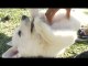 German Shepherd Puppy Loves Belly Rubs