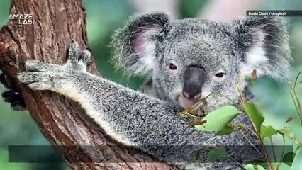 Koala Fingerprints Are Nearly Identical to Human Ones