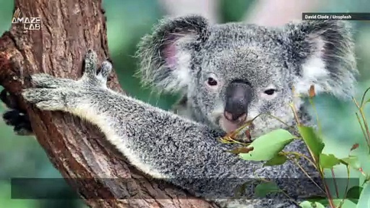 Koala Fingerprints Are Nearly Identical to Human Ones