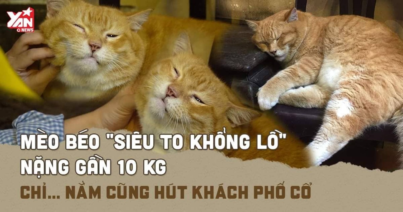 "Sen chỉ cần cho ta ăn còn việc hút khách cứ để Mèo Béo - ta lo"- Chú Mèo Béo chỉ nằm ngủ cũng đủ làm đốn tim cả cộng đồng