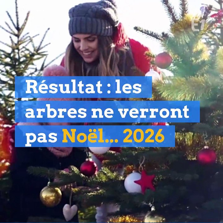 Aurons-nous des sapins pour Noël... 2026 ?