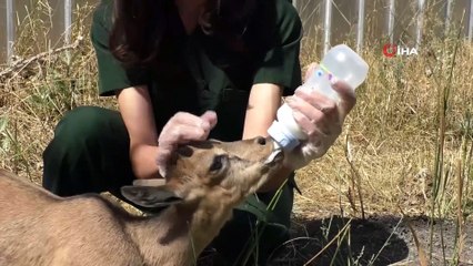 Yaban hayvanları Kars'ta şifa buluyor