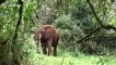 Moment conservationist calms wild elephant in Kenya by making bizarre rumbling noises for several minutes