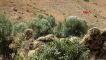 HAKKARİ OT BALYALARINI ÇELİK HALATLA KÖYE TAŞIYORLAR