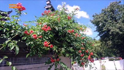 China Vlog32 amazing historical ancient village of Xidi 西递