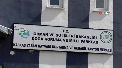 Yaban hayvanları Kars'ta şifa buluyor