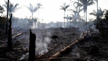 L'Amazzonia brasiliana in fiamme, ecco cosa accade durante gli incendi