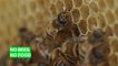 Half a billion bees dropped dead in Brazil and here's why