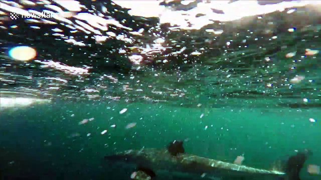 Huge great white shark circles '10 times' around Aussie fisherman's boat