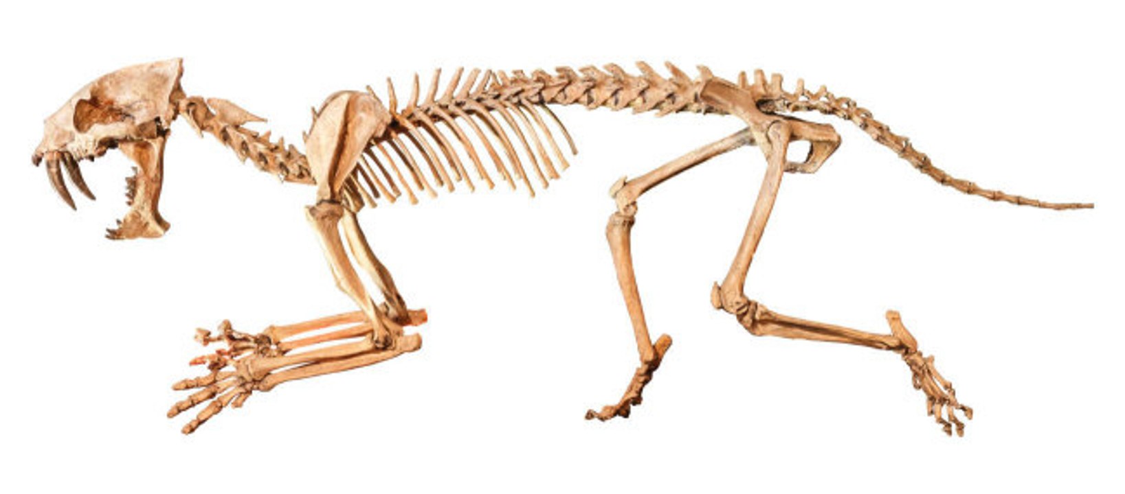 Die Tiere des Känozoikums