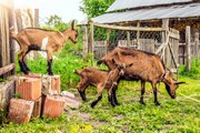 Goats Are Very Sociable Creatures