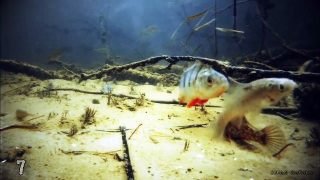 TOP BEST ATTACKING PIKE ON LIVE BAIT! Fishing for imitation fish. Underwater photograp