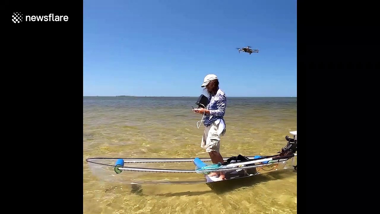 Dolphins 'launch fish into orbit' with unique hunting technique demonstrated off Florida's coast