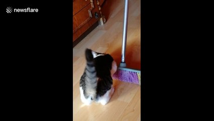 This cat loves being swept across the floor at his home in Hungary