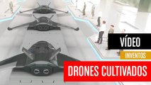 [CH] Drones cultivados en laboratorio