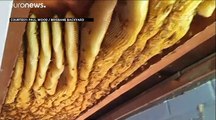 شاهد: العثور على 50 كيلوغراما من العسل و60 ألف نحلة في سقف منزل لسيدة أسترالية
