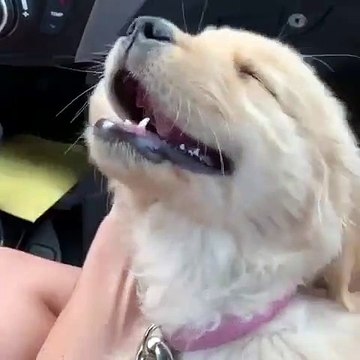 Cette chienne apprécie particulièrement son massage de l'oreille. Hilarant !