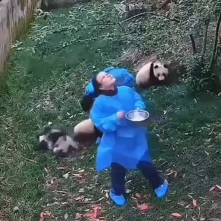 Jeff Le Panda adore grimper dans les arbres pour ne pas se laver. Amusant !