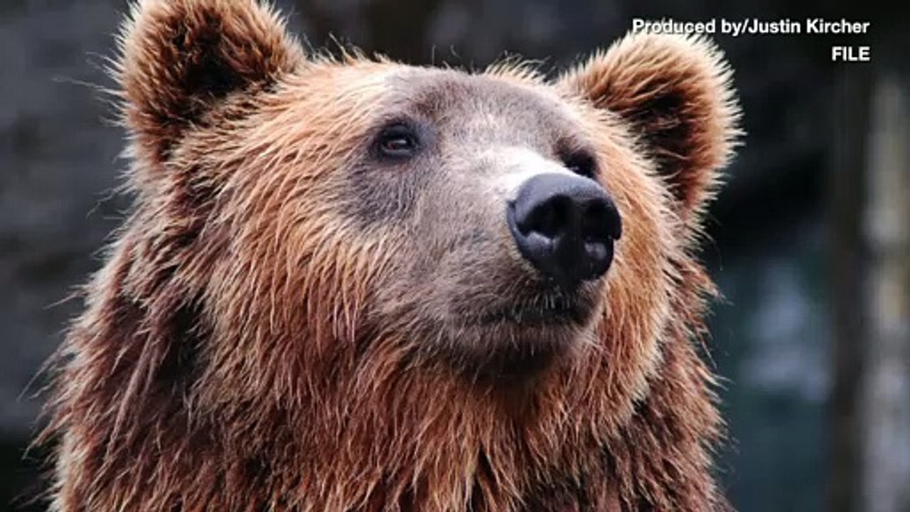 Composer Killed by Bear While Gathering Nature Sounds in Canadian Wilderness