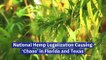 National Hemp Legalization Causing ‘Chaos’ in Florida and Texas