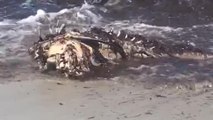 Aparece el cadáver de un delfín en descomposición en Cala Mitjana