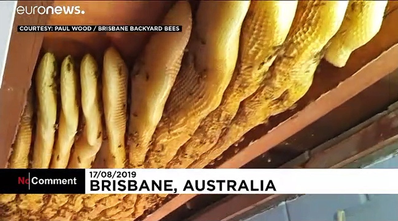 Riesiger Honigfund in Australien