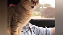 Quand un chat est fasciné par l'Afrique. Trop cute !