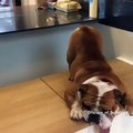 Ce bulldog est trop paresseux. Regardez ce qu'il fait !