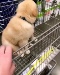 Quand maman dit que tu peux avoir qu'une chose du magasin. Adorable !