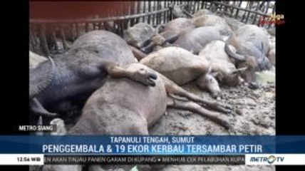 Seorang Penggembala dan 19 Kerbaunya Tewas Tersambar Petir