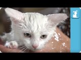 Heavy Metal Kitten Hates Your Shower