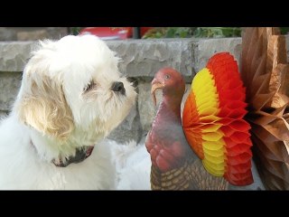 Sleepy Shichon Puppies - Too Much TURKEY-