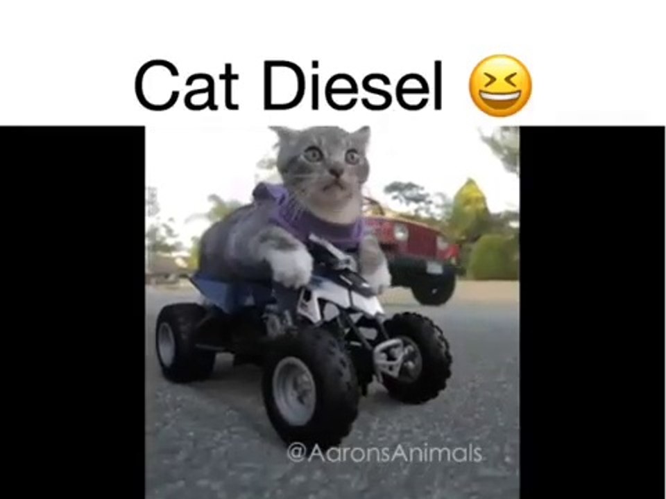 VİN DİESEL & CAT DİESEL ✔️