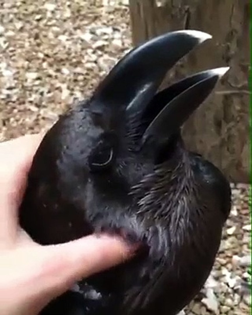 Une Belle Illusion Doptique Avec Un Corbeau