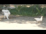 German Shepherd Puppies Chase After Chickens