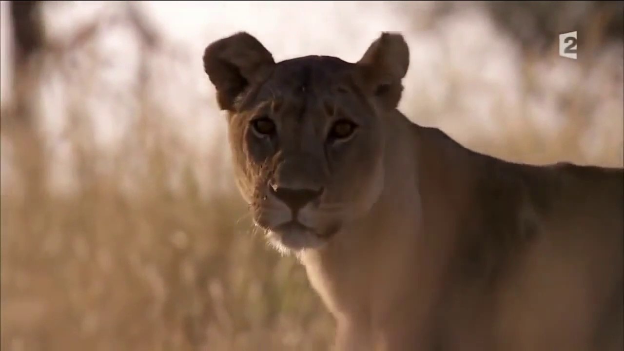 L'Homme Contre Le Roi De La Faune Africaine_ Combat Au Quotidien DOCUMENTAIRE ANIMALIER